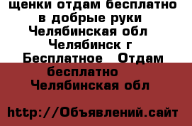 щенки отдам бесплатно, в добрые руки - Челябинская обл., Челябинск г. Бесплатное » Отдам бесплатно   . Челябинская обл.